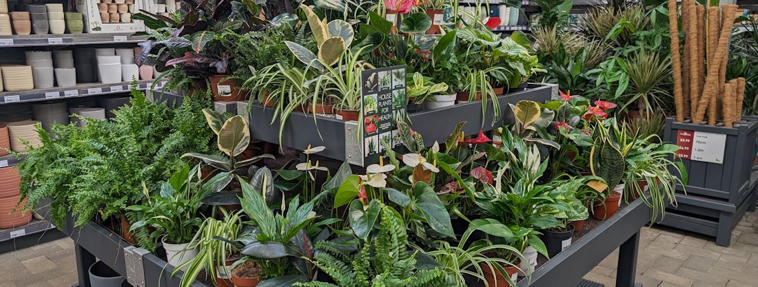Longacres Shepperton houseplant department with indoor plants and pots