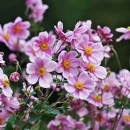 Perennial Plants in a 2L & 3L Pot
