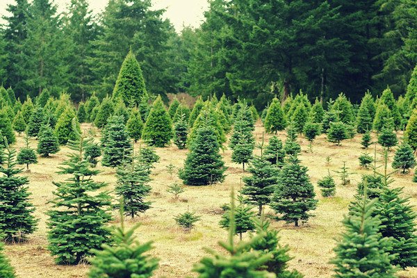 Wide angle of a Christmas tree growing farm