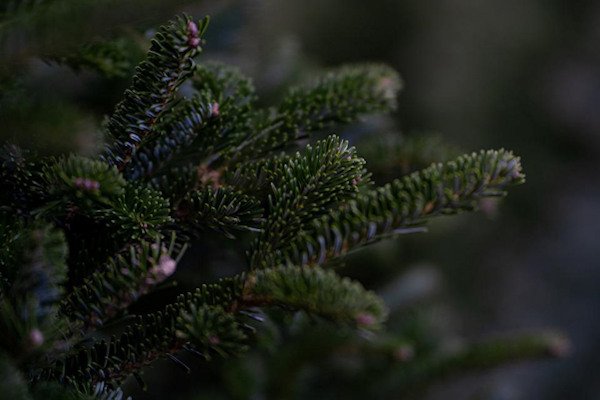 Close up detailed image of a real Christmas tree branch