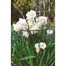 Gardman Conical Plant Support Ring - 75cm (07467) Alternative Image