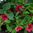 Hanging Seasonal Bedding Designer Wicker Basket 12 Inches - Summer Alternative Image