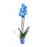 Orchid Blue Houseplant - 12cm Pot Alternative Image
