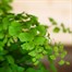 Adiantium fragrans Houseplant - 12cm Pot Alternative Image
