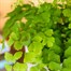 Adiantium fragrans Houseplant - 12cm Pot Alternative Image