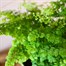 Adiantum rad: Fritz Luthi Houseplant - 12cm Pot Alternative Image