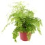 Adiantium fragrans Houseplant - 12cm Pot Alternative Image