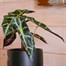 Alocasia Amazonica Polly Houseplant Alternative Image