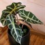 Alocasia Amazonica Polly Houseplant Alternative Image
