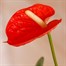 Anthurium Orange Houseplant Alternative Image