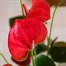 Anthurium Pink Houseplant Alternative Image