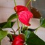 Anthurium Pink Houseplant Alternative Image