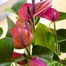 Anthurium Purple Houseplant Alternative Image
