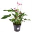 Anthurium Purple Houseplant Alternative Image
