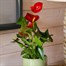 Anthurium Red Houseplant Alternative Image