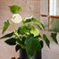 Anthurium White Houseplant Alternative Image