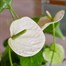 Anthurium White Houseplant Alternative Image