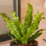 Asplenium Crispy Wave Houseplant - 12cm Pot Alternative Image