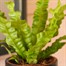 Asplenium Crispy Wave Houseplant - 12cm Pot Alternative Image