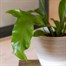 Asplenium Nidis Houseplant Alternative Image