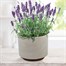 Bee Friends Nuture & Grow English Lavender Grow Set (151196) Alternative Image