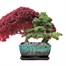 Bee Friends Nuture & Grow Indoor Bonsai Duo Grow Set (151150) Alternative Image
