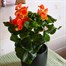Begonia Orange Houseplant  Alternative Image