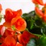 Begonia Orange Houseplant  Alternative Image