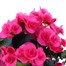 Begonia Pink Houseplant Alternative Image
