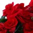 Begonia Red Houseplant Alternative Image