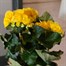 Begonia Yellow Houseplant Alternative Image