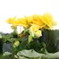 Begonia Yellow Houseplant Alternative Image
