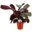 Calathea 'Medallion' Houseplant - 19cm Pot Alternative Image