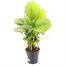 Calathea Orbifolia Houseplant Alternative Image