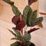 Calathea Sanderiana Houseplant Alternative Image