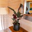 Calathea Sanderiana Houseplant Alternative Image