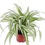 Chlorophytum Variegatum Houseplant - 12cm Pot Alternative Image