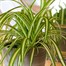 Chlorophytum Variegatum Houseplant - 12cm Pot Alternative Image
