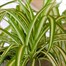 Chlorophytum Variegatum Houseplant - 12cm Pot Alternative Image