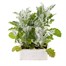 Cineraria Silverdust 6 Pack Boxed Bedding Alternative Image