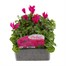 Cyclamen Violet 6 Pack Boxed Bedding Alternative Image