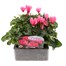 Cyclamen Salmon 6 Pack Boxed Bedding Alternative Image