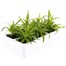 Dianthus Strawberry Parfait 6 Pack Boxed Bedding Alternative Image