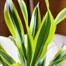 Dracaena Lemon and Lime Houseplant - 17cm Pot Alternative Image