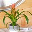 Guzmania Pink Houseplant Alternative Image