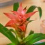 Guzmania Pink Houseplant Alternative Image