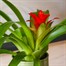 Guzmania Red Houseplant Alternative Image