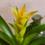 Guzmania Yellow Houseplant Alternative Image