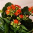 Kalanchoe Orange Houseplant Alternative Image