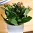 Kalanchoe Pink Houseplant Alternative Image